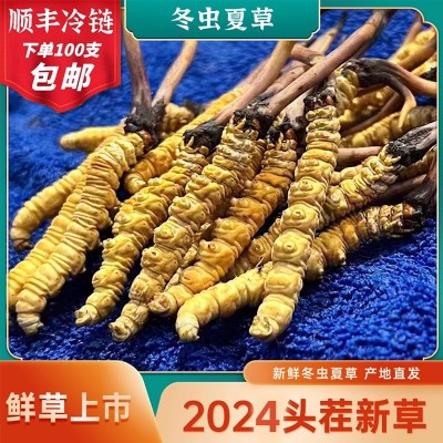 2024年新鲜虫草西藏青海高海拔产地批发直发头茬一手货源冬虫夏草